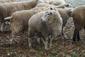 Schafe an einem frostigen Morgen im Münsterland