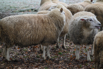Schafe an einem frostigen Morgen im Münsterland