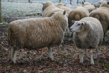 Schafe an einem frostigen Morgen im Münsterland