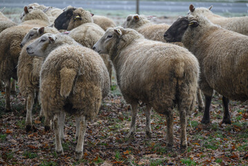 Obraz na płótnie Canvas Schafe an einem frostigen Morgen im Münsterland