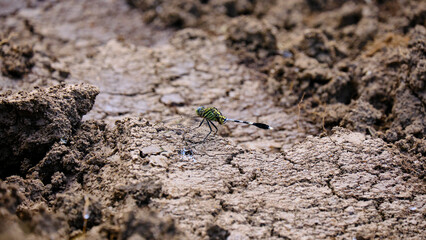 Closeup of a green dragonfly perched on a freshly planted sweet potato garden