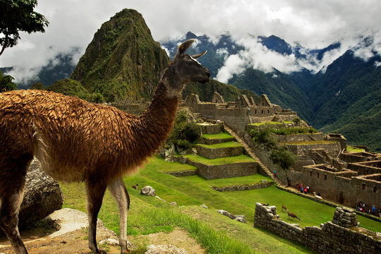 Llama at Machu Picchu, Peru. 