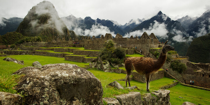 Llama at Machu Picchu, Peru. 