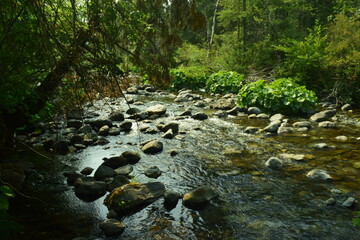 rio con rocas en el bosque