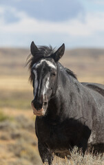 Obraz premium Beautiful Wild Horse in the Wyoming Desert in Autumn
