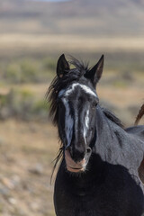 Beautiful Wild Horse in the Wyoming Desert in Autumn
