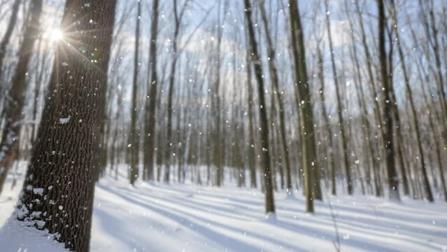 a panorama winter forest withs snow and sun