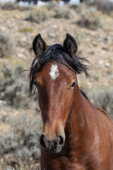 Obraz premium Beautiful Wild Horse in the Wyoming Desert in Autumn