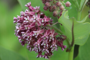 Milkweed in bloom