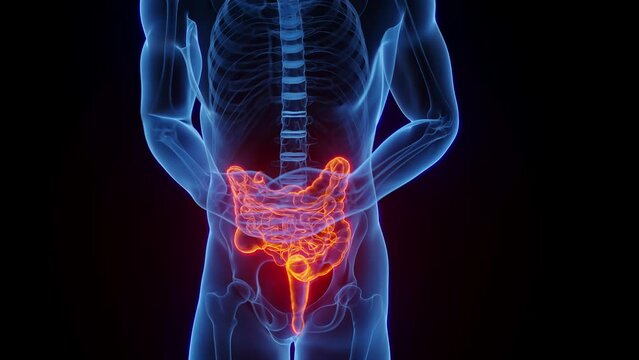 3D medical animation of a man experiencing abdominal pain