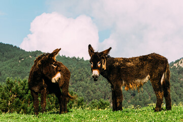 Two donkeys resting in the green meadow