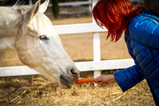 Woman feeding with carrots a horse 