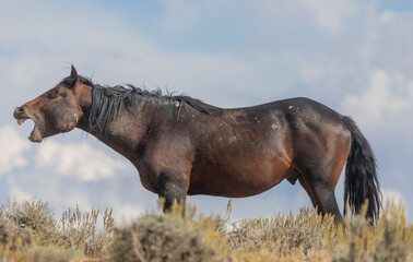 Beautiful Wild Horse in the Wyoming Desert in Autumn