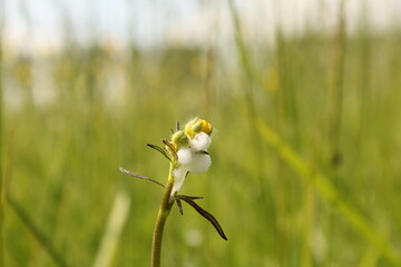 foam of a meadow froghopper at a buttercup plant closeup in a flowery meadow in holland in springtime