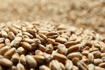 Many wheat grains as background, closeup view