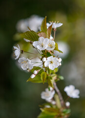 Plants flowers and trees, natural nature background.