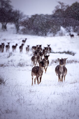 A herd of brown fallow deer on a white snowfield in Germany in a snowstorm © Julia