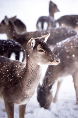 A herd of brown fallow deer on a white snowfield in Germany in a snowstorm