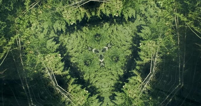 Green spruce forest nature abstract kaleidoscope background. Hypnotic motion art. Blue sky, green fir branches design. Dynamic natural texture. Forest trees moving ornament pattern. 4k footage