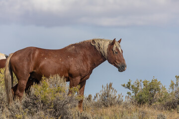 Beautiful Wild Horse in the Wyoming Desert in Autumn