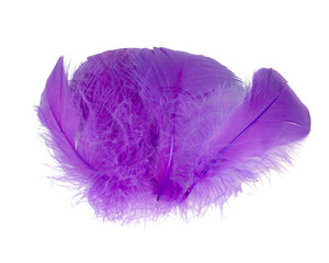 Elegant violet fluffy feather isolated on the white background