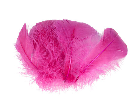 Elegant pink fluffy feather isolated on the white background