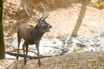 Cervids. Deer with spreading horns roam the reserve, the period of mating games.