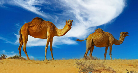 Closeup side view of isolated couple two one-humped dromedary camels on desert sand dune edge, spectacular blue clear sky - arabian desert, Oman, Dubai, Rub al Khali, Wahiba sands