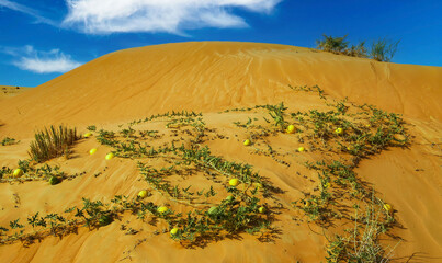 Closeup of isolated sand dune , viny plants with ripe yellow colocynths bitter apple fruits (Citrullus colocynthis), arabian oman desert, blue sky