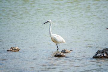The small white heron or Little egret stands in the lake
