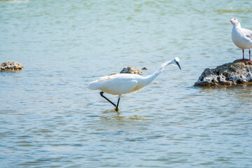 The small white heron or Little egret stands in the lake