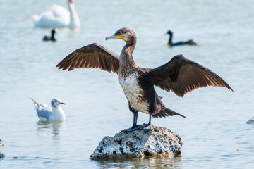 Great cormorant, Phalacrocorax carbo, sits on stone and dries its wings on the wind.