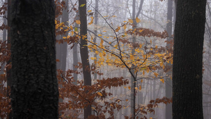 Aultman trees in the forest. Nature autumn background