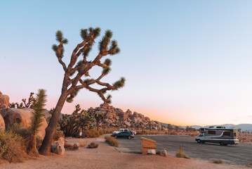 joshua tree