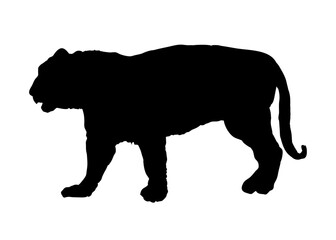 silhouette of a tiger