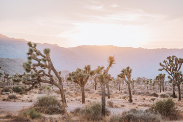 Obraz premium joshua tree