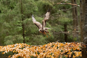 Bird of prey flying in The Bohemian Moravian Highlands.