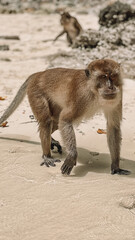 Monkey Beach, Phi Phi