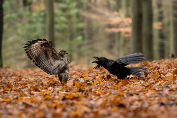 For life and death. Buzzard and Raven fight.