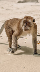 Monkey Beach, Phi Phi