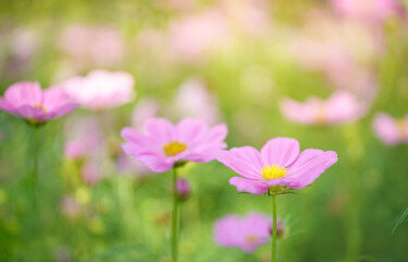 Closeup of pink Cosmos flower with yellow pollen under sunlight with copy space using as background natural plants landscape, ecology wallpaper cover page concept.