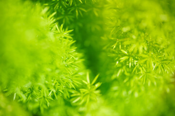 Abstract nature green blurred background nature leaf on greenery background in garden with copy space using as background wallpaper page concept.