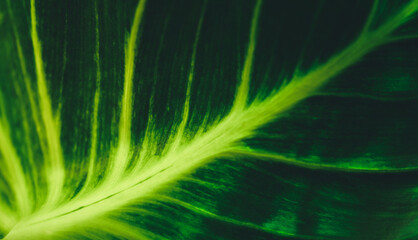 Abstract nature green blurred background nature leaf on greenery background in garden with copy space using as background wallpaper page concept.