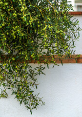 Branche d'olivier chargée d'olives à Peñíscola, Communauté Valencienne, Espagne