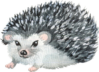 Hedgehog. Animal sketch. Watercolor illustration. Watercolor sketch.