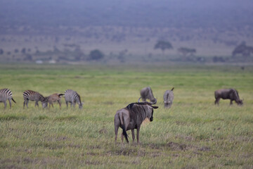 Wildebeest and zebra in the African savannah. National park in Kenya.