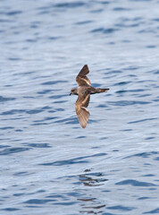 Californisch Stormvogeltje, Ashy Storm-Petrel, Oceanodroma homochroa