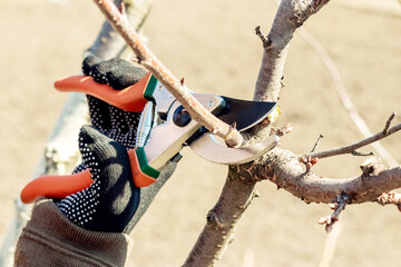 A gardener cuts a branch on a tree with the help of garden shears, secateurs