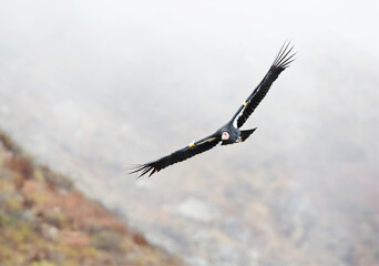 Californische Condor; Californian Condor; Gymnogyps californianus