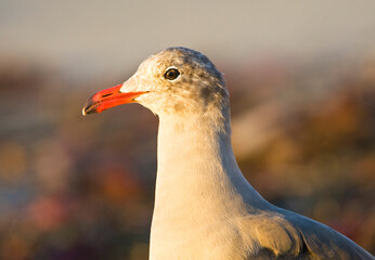 Heermann-meeuw, Heermanns Gull, Larus heermanni